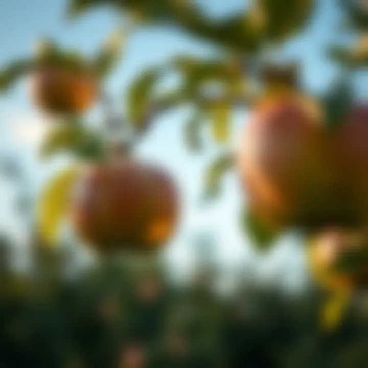 Cultivating an Apple Tree from Seed Introduction Cultivating an Apple Tree from Seed Introduction