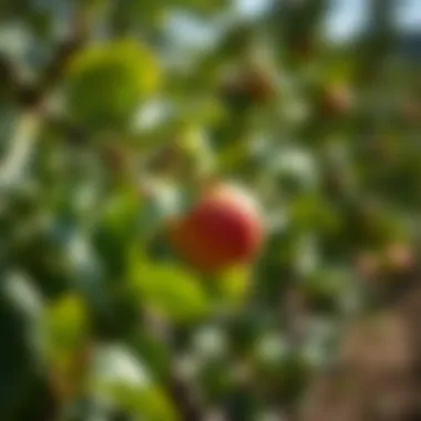 Notable Cultivating an Apple Tree from Seed Notable Cultivating an Apple Tree from Seed