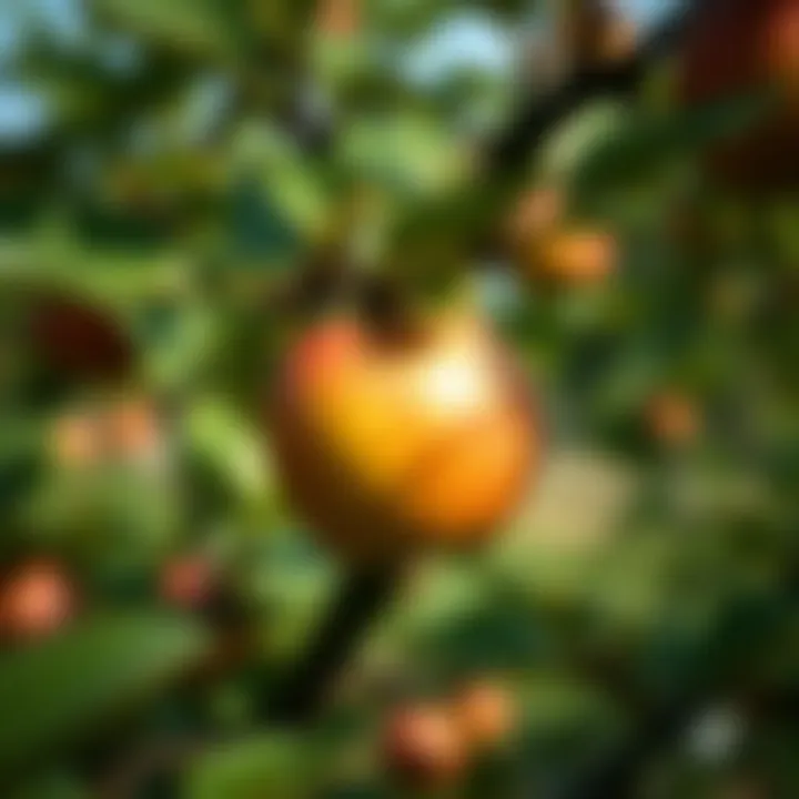 Cultivating an Apple Tree from Seed Summary Cultivating an Apple Tree from Seed Summary