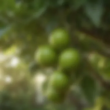 Bountiful Key Lime Tree Key lime tree with ripe fruits