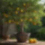 Meyer lemon tree in a lush garden