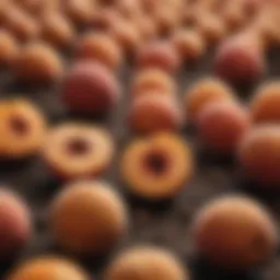 Close-up of peach seeds ready for planting