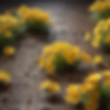 Cultural Depictions of Tiny Yellow Flowers in Art Cultural representation of tiny yellow flowers in traditional art