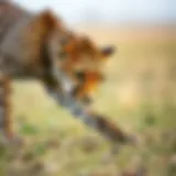 Cheetah in the wild stalking its prey