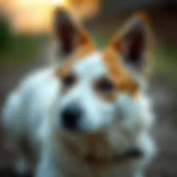 Diverse Companions: A Comprehensive Overview of Pets Introduction