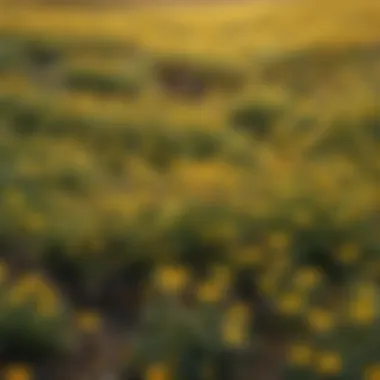 A vibrant field filled with diverse tiny yellow flowering plants