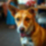 Dogs in Austin: Comprehensive Insights into Canine Culture and Care Introduction