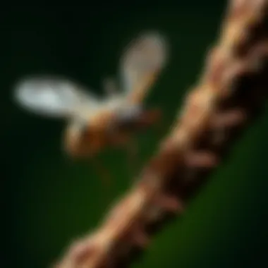 Effective Methods to Manage Black Gnats in Domestic Environments Summary Effective Methods to Manage Black Gnats in Domestic Environments Summary