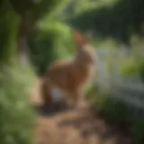 A lush garden with a rabbit deterrent fence