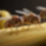 Close-up of fruit flies on a ripe banana