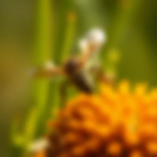 Effective Strategies for Deterring Wasps Introduction