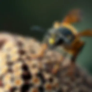 Notable Effective Strategies for Deterring Wasps Notable Effective Strategies for Deterring Wasps