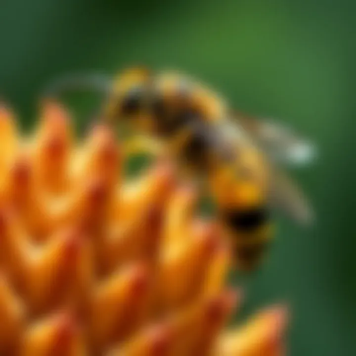 Effective Strategies for Deterring Wasps Summary