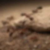 Close-up of ants on a surface showing their intricate behavior