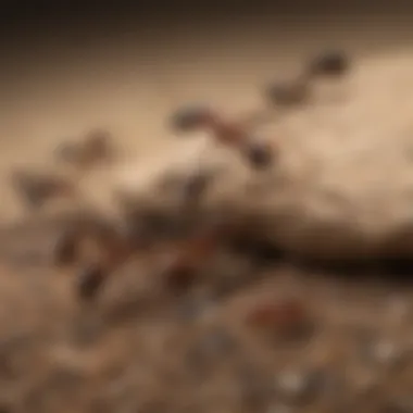 Intricacies of Ant Behavior Close-up of ants on a surface showing their intricate behavior