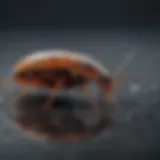 Infographic illustrating the life cycle of water roaches
