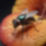 Close-up of a fly resting on a fruit, illustrating common attractants.