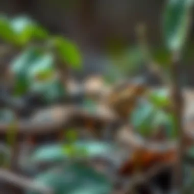 Understanding Snake Behavior for Effective Prevention Signs indicating snake behavior and habitat preferences