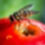 Understanding the Fruit Fly Close-up of a fruit fly on ripe fruit