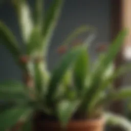 A close-up view of gnats flying around a houseplant.