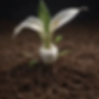 Close-up of peace lily roots in nutrient-rich soil