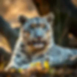 Snow leopard in its natural habitat