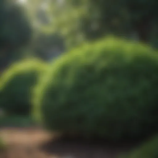 Lush evergreen shrubs in a Kentucky garden showcasing seasonal beauty.