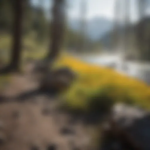 Breathtaking landscape of Yellowstone National Park in early May showcasing vibrant spring foliage