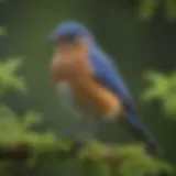 A male Eastern Bluebird perched on a vibrant green branch.