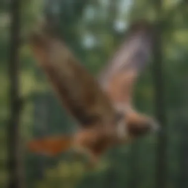 A close-up of a Red-tailed Hawk soaring high above a forest.