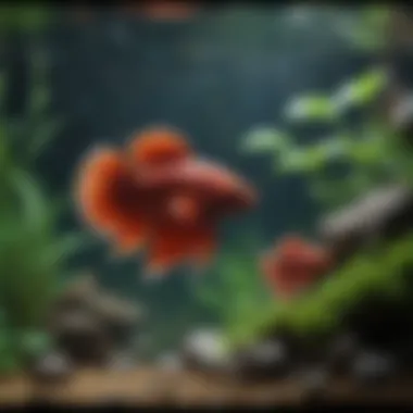 A well-maintained aquarium setup designed for Betta fish