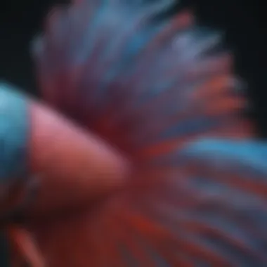 Close-up of a Betta fish displaying its intricate fin patterns