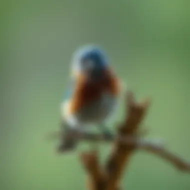 Notable Exploring Bluebirds in North Carolina Notable Exploring Bluebirds in North Carolina