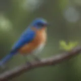 A vibrant bluebird perched on a tree branch in Texas