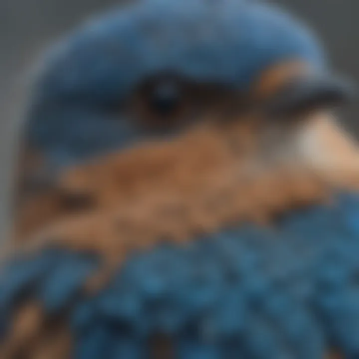 A close-up view of a bluebird's plumage showcasing its vivid colors