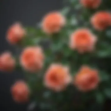 Close-up of a climbing rose variety, highlighting its unique petal structure and lush foliage.