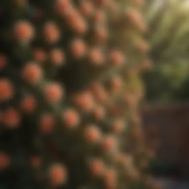 Optimal Growing Conditions for Climbing Roses Illustration of optimal growing conditions for climbing roses, including sunlight and soil requirements.