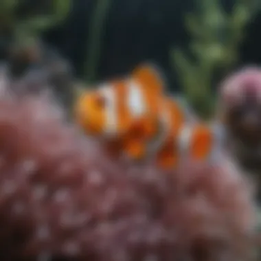 Close-up of a clownfish in its anemone habitat