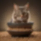 A bowl filled with visually appealing grain-free cat food, showcasing various ingredients.