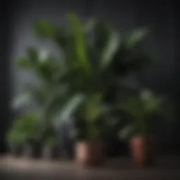 A stunning collection of house plants with rich black leaves arranged in a stylish indoor setting.