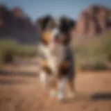 Miniature Australian Shepherd playing in the Las Vegas desert