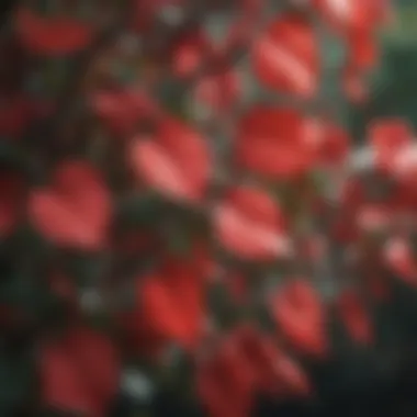 Close-up of red rose tree leaves highlighting their texture and health.