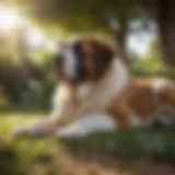 Majestic Saint Bernard lounging in a sunny garden