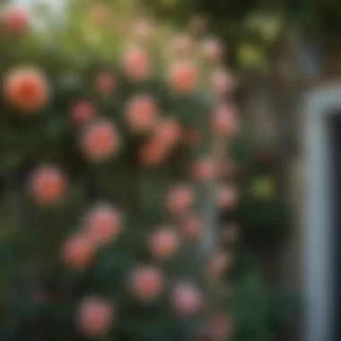 Close-up of roses climbing a small trellis in a well-maintained garden