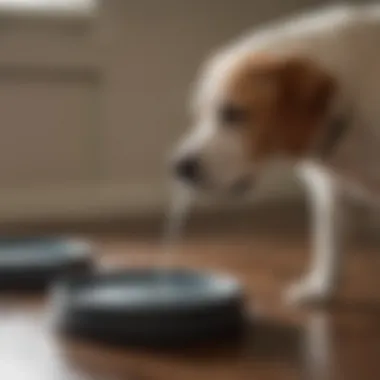 Comparison of Spill-Proof Dog Water Dishes A comparison of different types of spill-proof dog water dishes