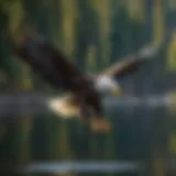 An American Bald Eagle soaring over a tranquil Oregon lake