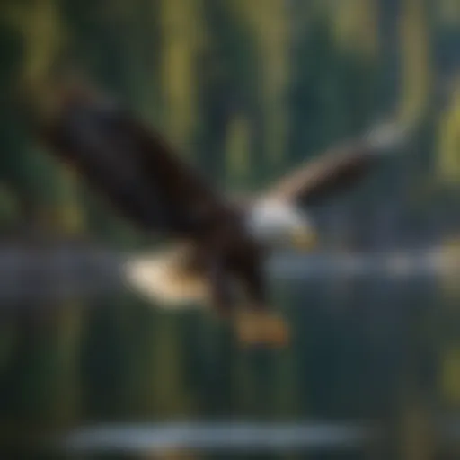 An American Bald Eagle soaring over a tranquil Oregon lake