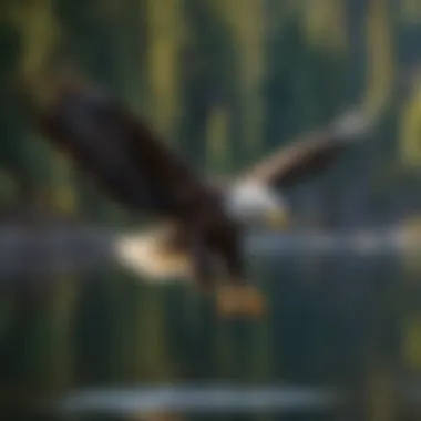 Bald Eagle in Flight An American Bald Eagle soaring over a tranquil Oregon lake