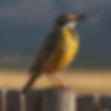 Western Meadowlark in the Wild A vibrant Western Meadowlark perched on a wooden fence in a scenic field