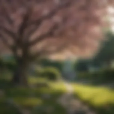 Healthy cherry tree in a well-maintained garden